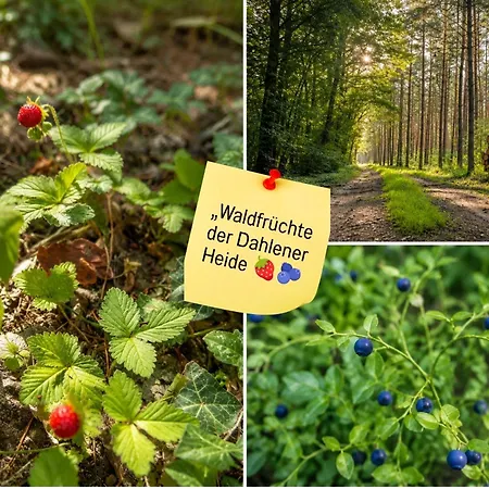 Apartment Sonnendeck - Familienzeit Im Wald